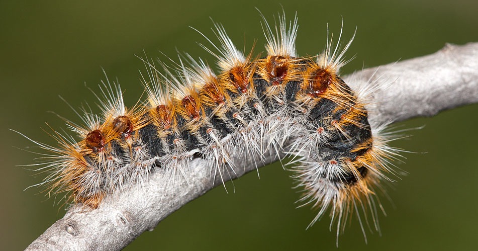 Oruga Procesionaria