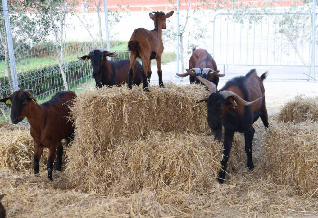 Hunting and Country life Fair at the Son Pardo Racecourse