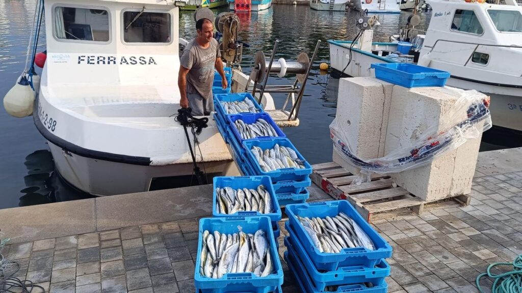 Llampuga: un pescado de temporada en Mallorca