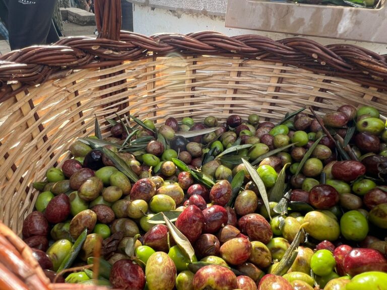 IMG_1765 Праздник оливок