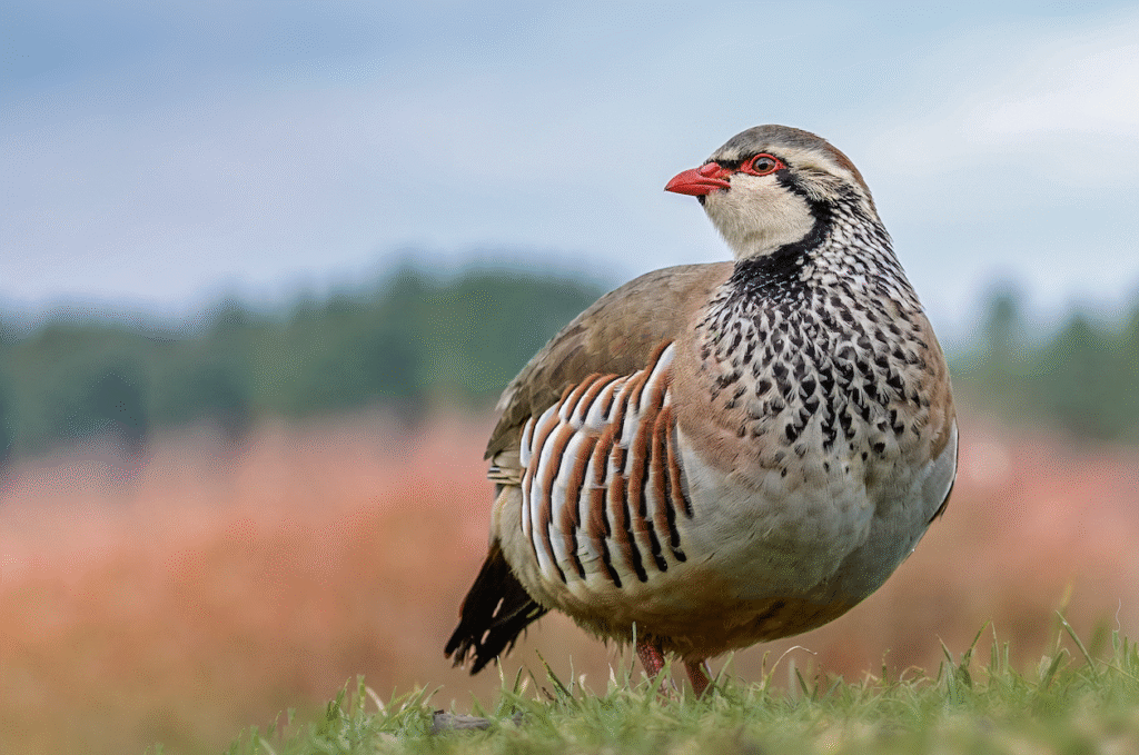 La feria se la perdiz 
