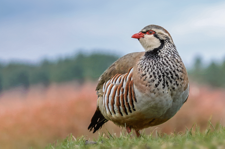 La feria se la perdiz 