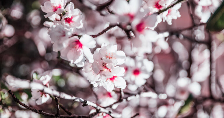 Feria Flor de Almendra 