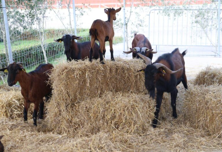 Ярмарка охоты и сельской жизни на ипподроме Сон Пардо
