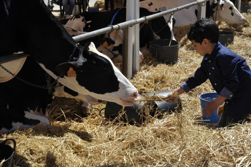 Feria de Vacas en Campos 