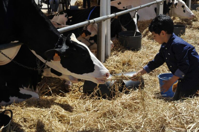Feria de Vacas en Campos 